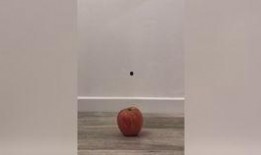 最火爆料视频大全免费观看,免费观看热门内容攻略