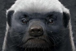 低调爆料平头哥视频,视频曝光真实一面