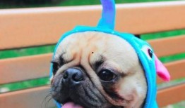 巴哥最新爆料新闻联播,新闻联播最新爆料背后的故事