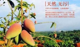 攀枝花芒果爆料视频,口感与营养的双重盛宴