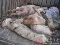 死猪新闻爆料最新消息,官方调查结果及后续处理措施揭晓