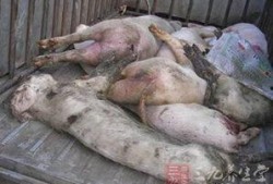 死猪新闻爆料最新消息,官方调查结果及后续处理措施揭晓