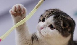 聋哑人网红猫吃瓜,萌态可掬引网友热议