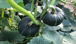 g718娱乐吃瓜,揭秘娱乐圈最新吃瓜事件