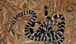 水族毒蛇爆料图视频,惊悚爆料图视频背后的真相