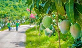 攀枝花芒果爆料视频,口感与营养的双重盛宴