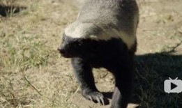 低调爆料平头哥视频,视频曝光真实一面