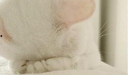 猫咪爆料视频大全集免费观看,免费观看视频全集，笑料连连！