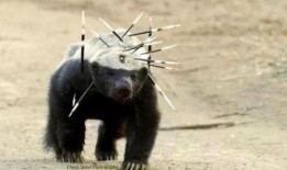 低调爆料平头哥视频,视频曝光真实一面