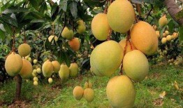 攀枝花芒果爆料视频,口感与营养的双重盛宴