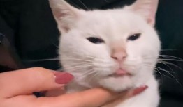 猫咪爆料视频大全集免费观看,免费观看视频全集，笑料连连！