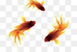 中秋金鱼爆料视频,揭秘神秘视频背后的故事